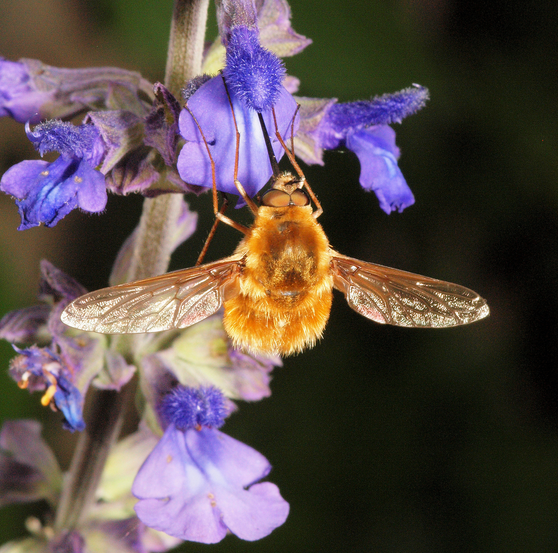 Bee Fly Bombyliidae feeding on salvia. They do not bite or sting.