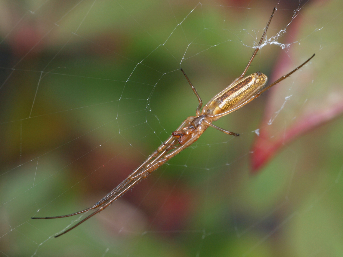 Long Jawed Spider  Tetragnatha straminea,tetragnatha sp