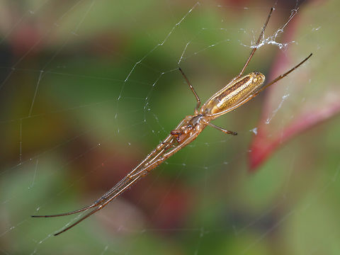 Long Jawed Spider  Tetragnatha straminea,tetragnatha sp