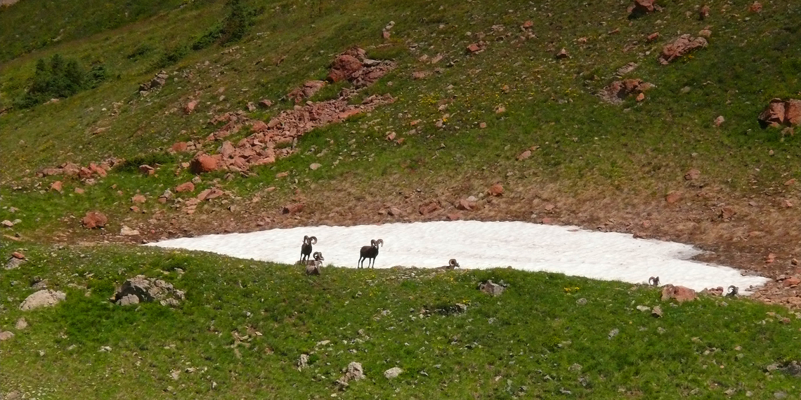 Big Horns, Snow Field Big horn sheep gather at small snow field above Williams Lake on Wheeler Pk, NM in Aug. 2008. Bighorn sheep,Ovis canadensis