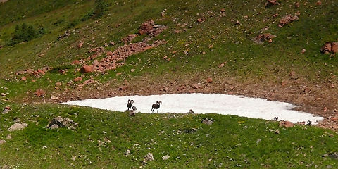 Big Horns, Snow Field Big horn sheep gather at small snow field above Williams Lake on Wheeler Pk, NM in Aug. 2008. Bighorn sheep,Ovis canadensis