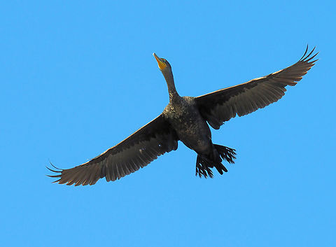 Double Crested Cormorant over small lake in N. Texas 2019 Double-crested cormorant,Nannopterum auritum