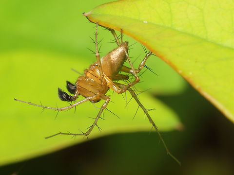male lynx spider - Oxyopes sp. seen on nandina bush oxyopes