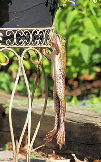 Lip Service Bull frog jumping up to capture a butterfly near yard pond got a mouthfull.  He hooked his lip on metal decorative plant stand,  and was left hanging. Ouch!  Fortunately this was observed from window and the frog was un-hooked in short order, jumping back into water, a happy ending. American Bullfrog,Lithobates catesbeianus