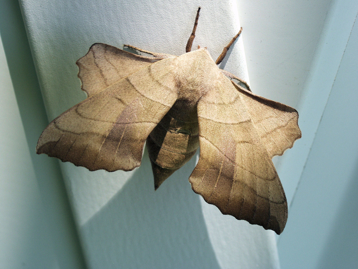 Hawk Moth Has been said to be The Walnut Sphinx Amorpha juglandis,Walnut sphinx