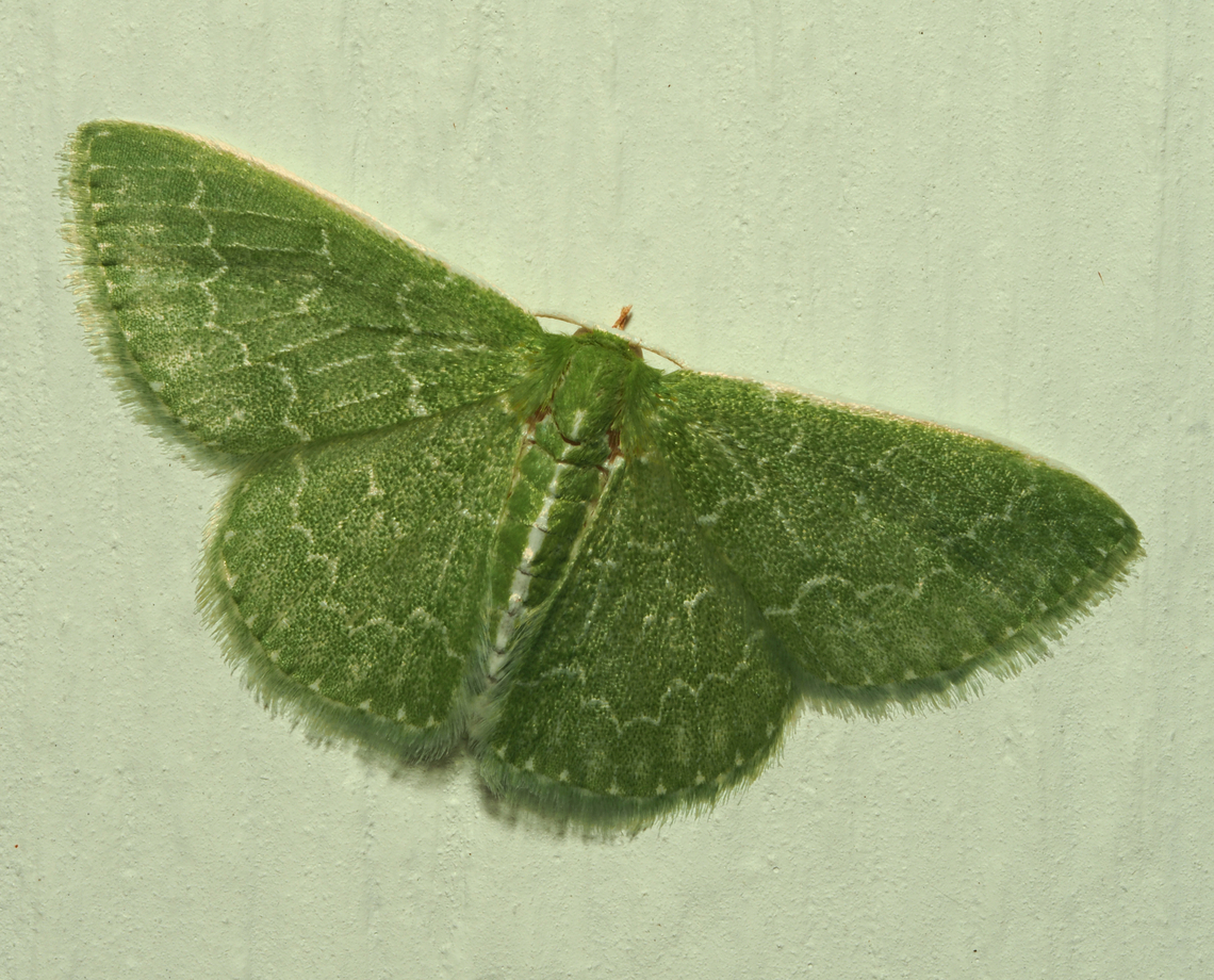 Southern Emerald synchlora aerata Synchlora aerata,Synchlora frondaria,Wavy-lined emerald moth