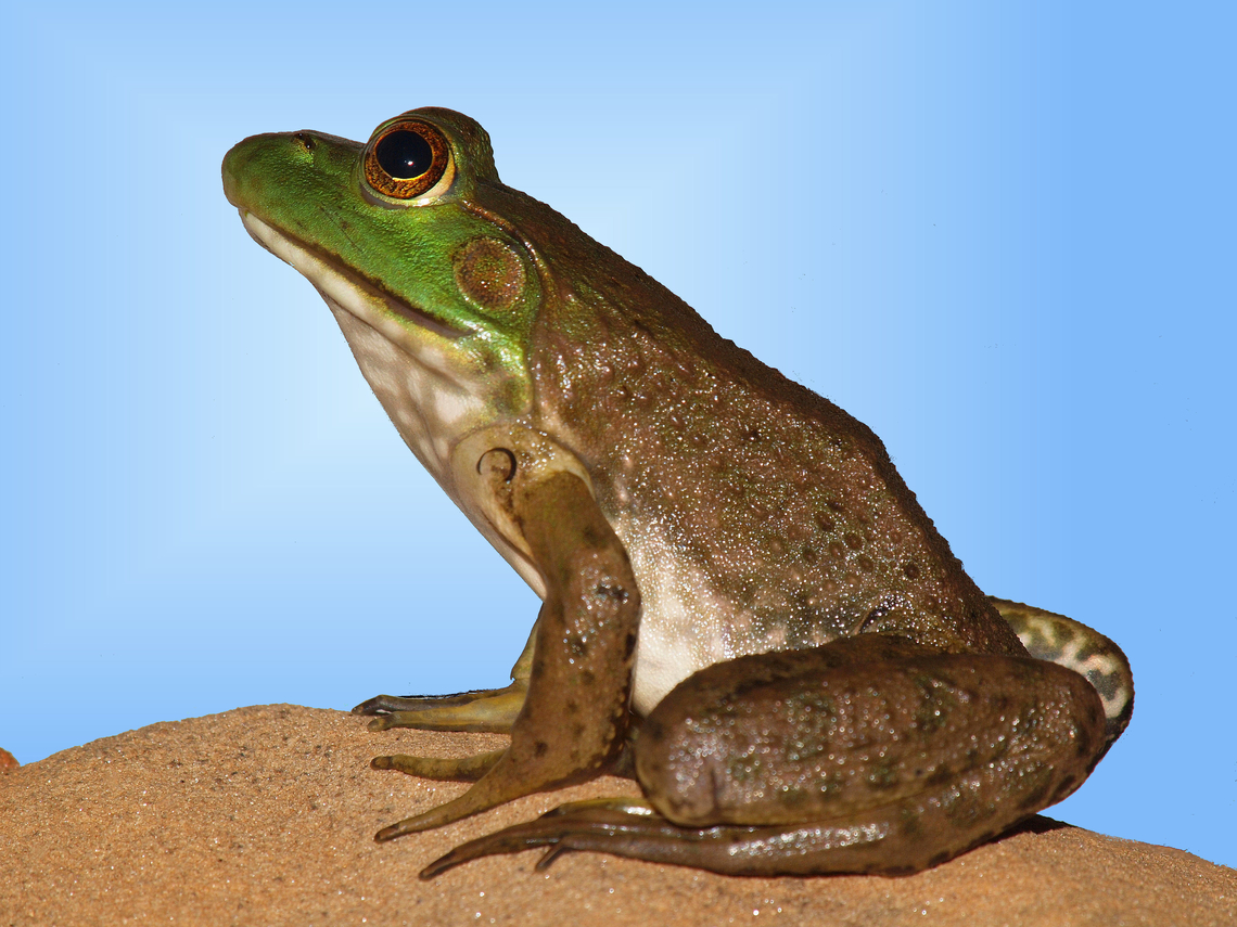 Mr. Bull  American bullfrog,Lithobates catesbeianus