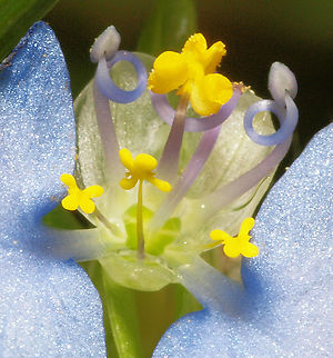 Day Lily (Commelina erecta) macro of  day lily with lovely tiny yellow flowers. Commelina erecta,White Mouth Dayflower