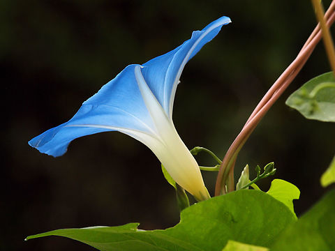 Blue Beauty Morning Glory Blue Morning Glory,Ipomoea indica