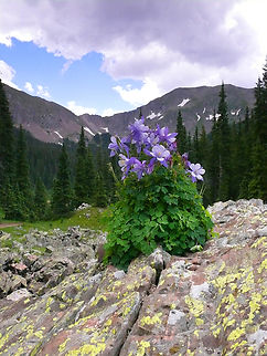 Columbine Centerpiece Columbine growing out of boulder along Williams Lake trail to Wheeler Peak, NM. 2008 Aquilegia coerulea,Colorado blue columbine