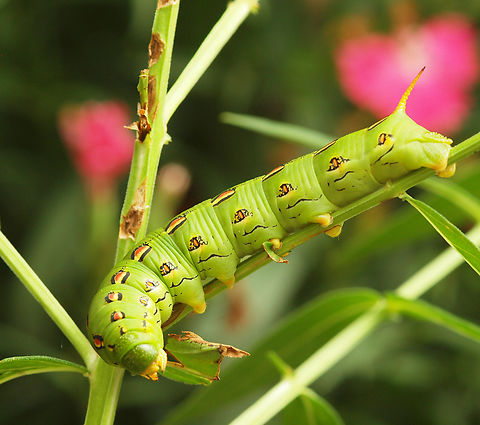 Munch, Munch  Hyles lineata,White-lined sphinx