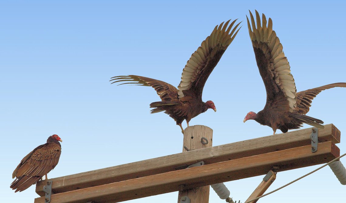 The Clean-Up Crew Turkey buzzards, a Texas favorite. Cathartes aura,Turkey vulture