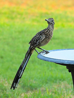 Beep-Beep Road Runner needs water too. Geococcyx californianus,Greater Roadrunner