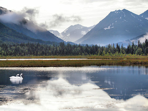 Swans on Tern Lake Trumpeter swans on lake on the Kenai Peninsula.  Alaska 2016 Cygnus buccinator,Trumpeter Swan