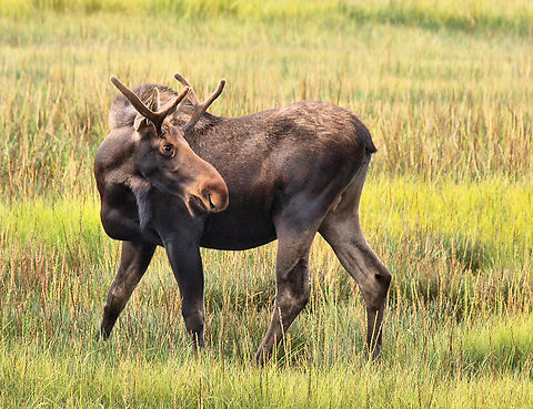 Homer the Moose Young moose viewed on wetlands near beginning of the Homer Spit. 2016 Alaska Alces alces,Moose