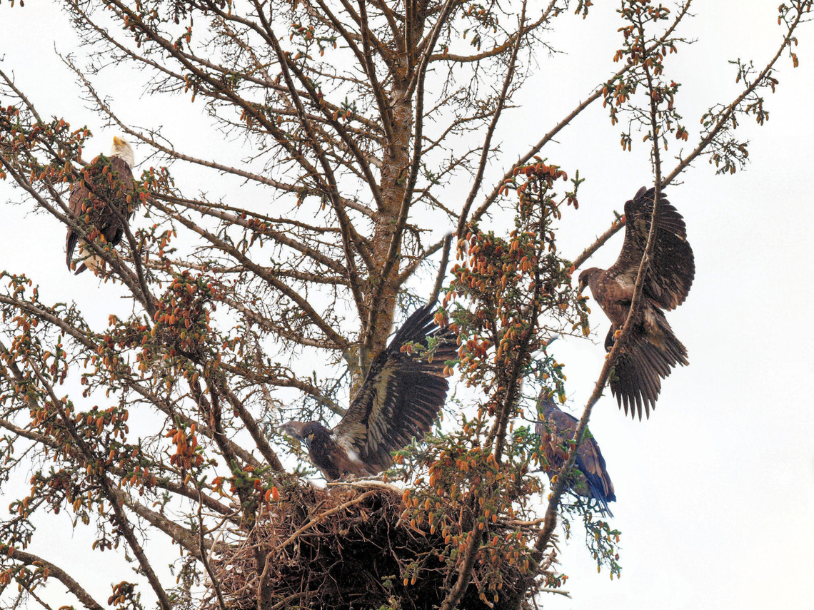 Homer Eagle Nest Well known eagle&#039;s nest in Homer, AK.  Time for fledglings to fly. Bald Eagle,Haliaeetus leucocephalus