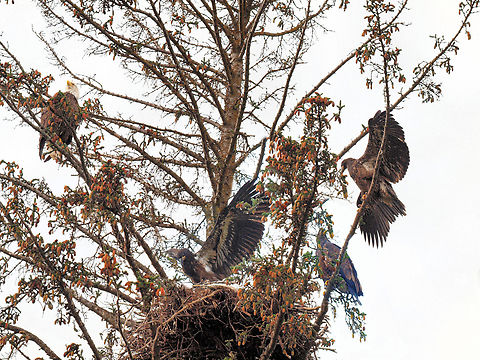 Homer Eagle Nest Well known eagle's nest in Homer, AK.  Time for fledglings to fly. Bald Eagle,Haliaeetus leucocephalus