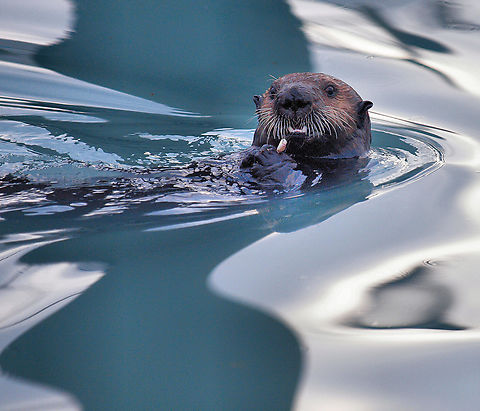 You otter be in pictures... northern sea otter E. lutris kenyoni  (photographed in harbor , Seward, AK) Lontra canadensis,North American river otter