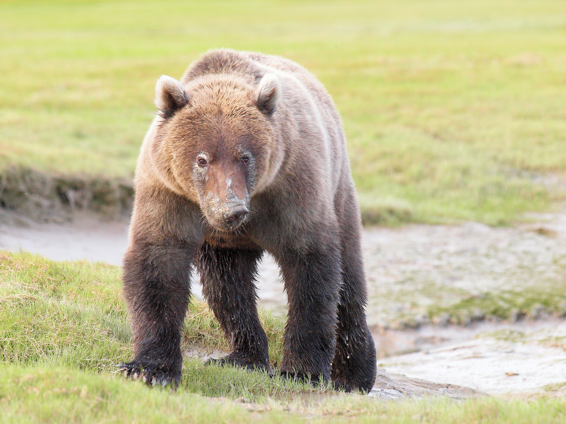 Don't Run Very mature brown bear cub, Chinitna Bay, AK Brown Bear,Ursus arctos