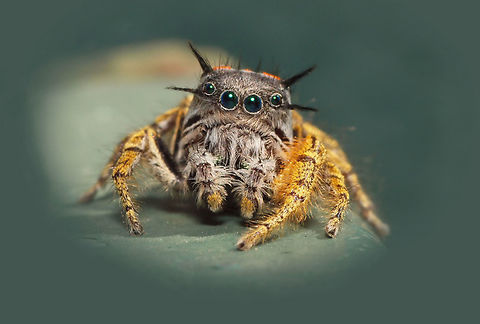 "Just call me Spike" male P. Mystaceus likes the spotlight. Phidippus mystaceus