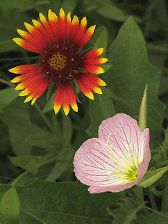 Showy Primrose(moon), Indian Blanket(sun). Sun and Moon Gaillardia pulchella,Indian blanketflower