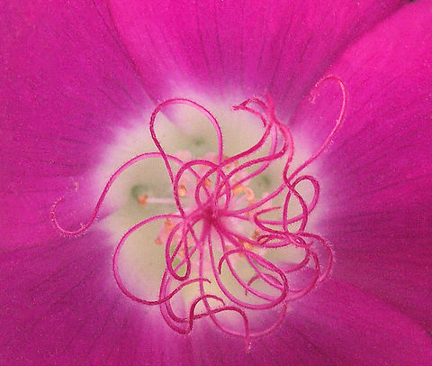 Texas Wine Cup (Macro) close-up- look at burgundy colored wine cup flower center. Callirhoe involucrata