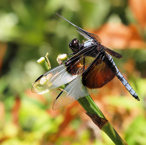 A sharp Widow Skimmer male of the species Libellula luctuosa,Widow Skimmer
