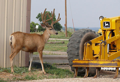 John  Deer Mule deer in streets of La Veta, CO Mule Deer,Odocoileus hemionus