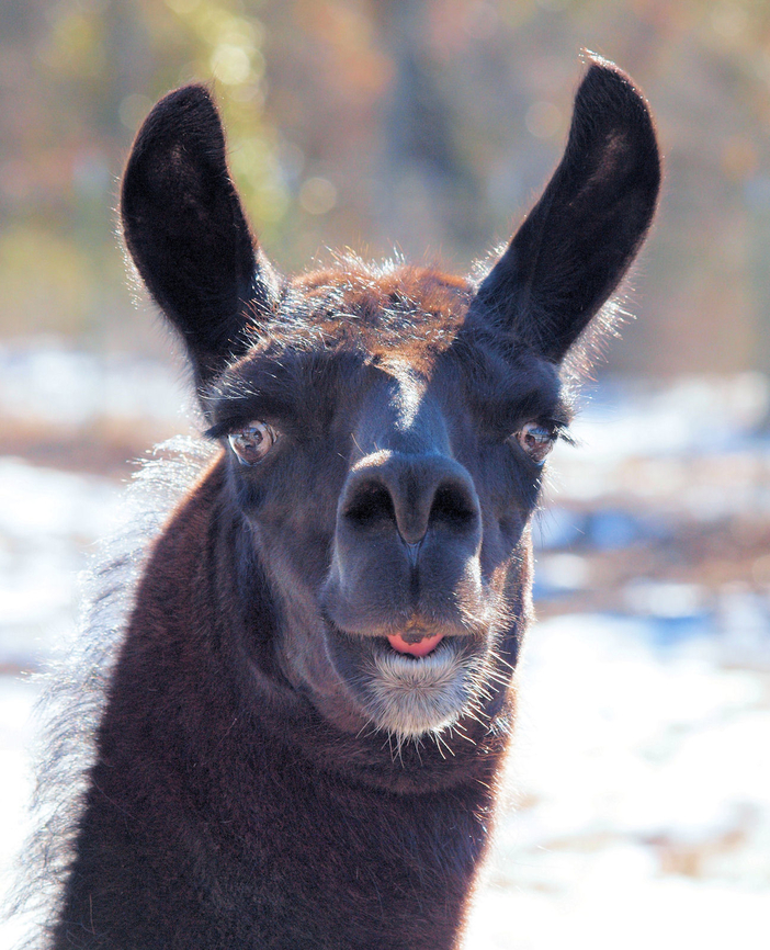 Llama Nose Best Llama photographed on ranch in Argyle, TX Allamanda cathartica,Golden Trumpet,Lama glama,Llama