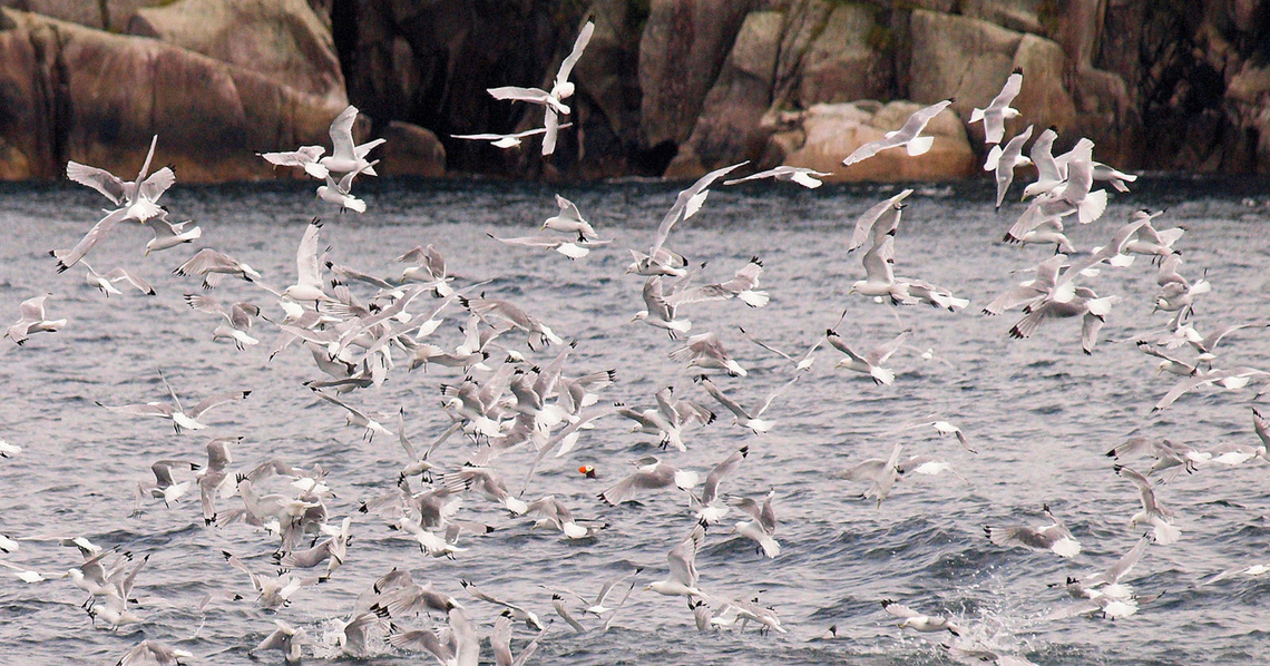 What Seagulls? gulls(kittiwakes) Kenai Fjords NP Black-legged kittiwake,Rissa tridactyla