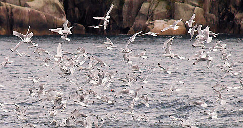 What Seagulls? gulls(kittiwakes) Kenai Fjords NP Black-legged kittiwake,Rissa tridactyla