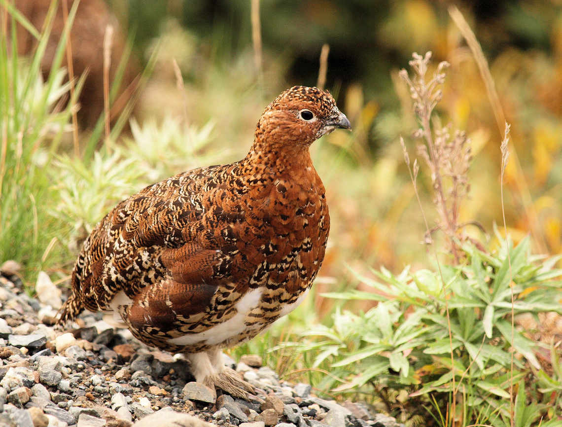 P. T. Armigan ptarmigan on Skilak Lake road, Kenai Peninsula, AK. 2016 Lagopus lagopus,Lagopus muta,Rock Ptarmigan,Willow ptarmigan
