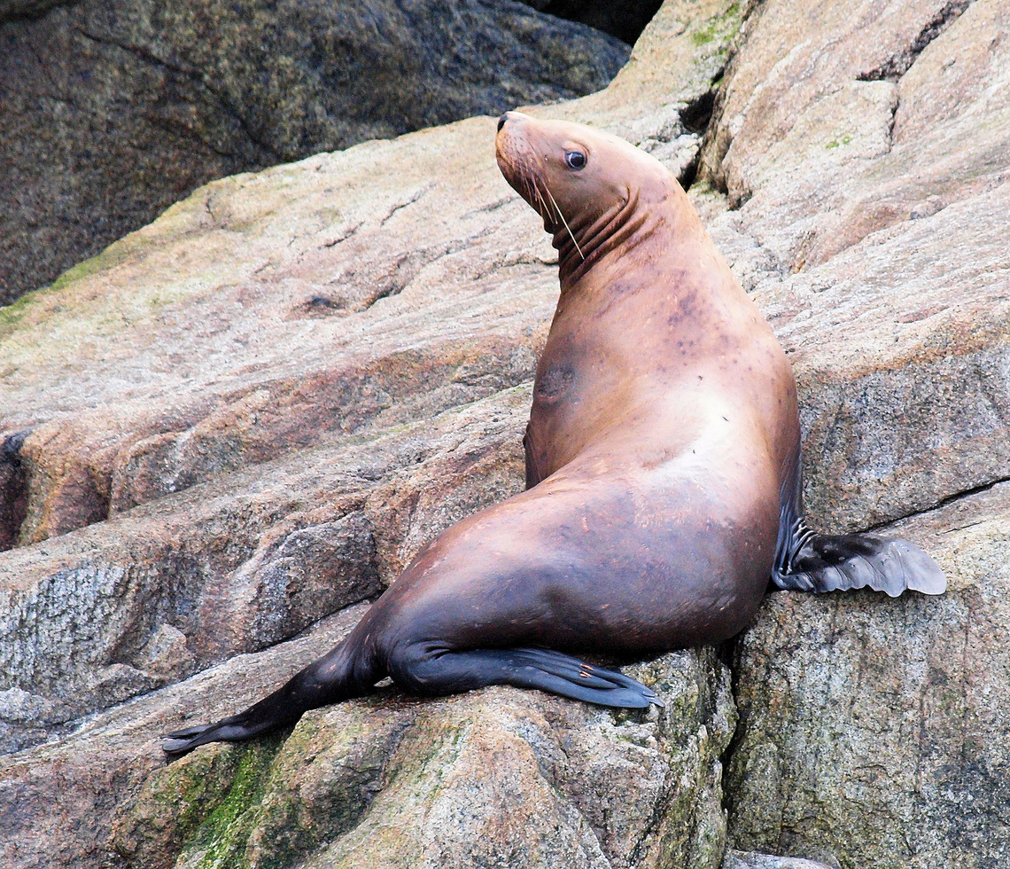 Steller Pose Kenai Fjords NP California sea lion,Eumetopias jubatus,Steller sea lion,Zalophus californianus
