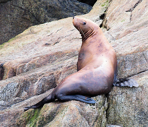 Steller Pose Kenai Fjords NP California sea lion,Eumetopias jubatus,Steller sea lion,Zalophus californianus