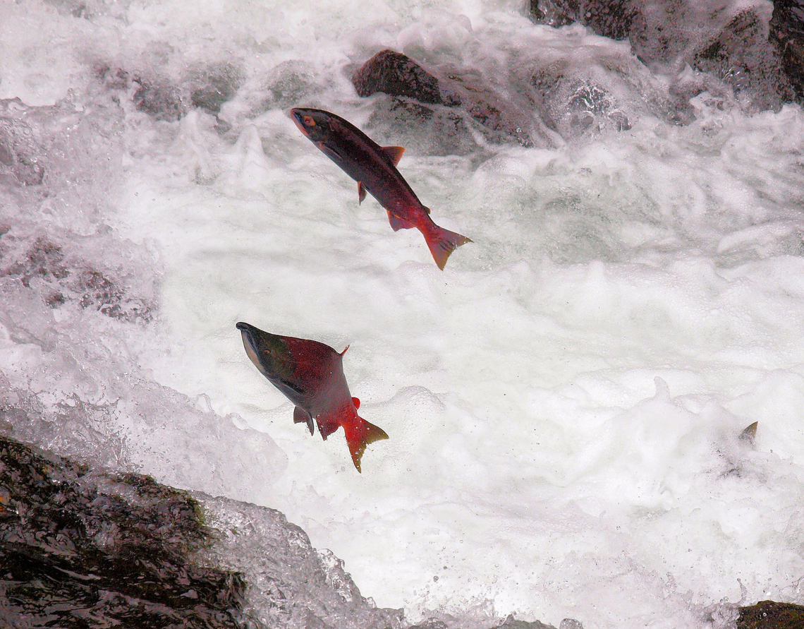 Russian River Falls 2 mile hike off Sterling Highway on Kenai Peninsula to view sockeye salmon jumping, but no bears. Oncorhynchus nerka,Sockeye salmon