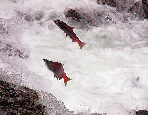 Russian River Falls 2 mile hike off Sterling Highway on Kenai Peninsula to view sockeye salmon jumping, but no bears. Oncorhynchus nerka,Sockeye salmon