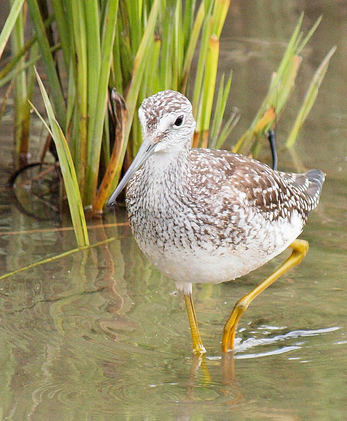 Greater Yellowlegs (family Scolopacidae) Potter Marsh, south of Anchorage, AK Greater yellow legs,Tringa melanoleuca
