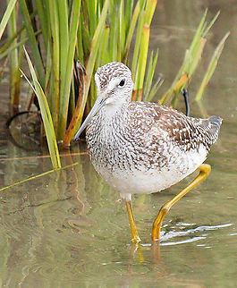 Greater Yellowlegs (family Scolopacidae) Potter Marsh, south of Anchorage, AK Greater yellow legs,Tringa melanoleuca