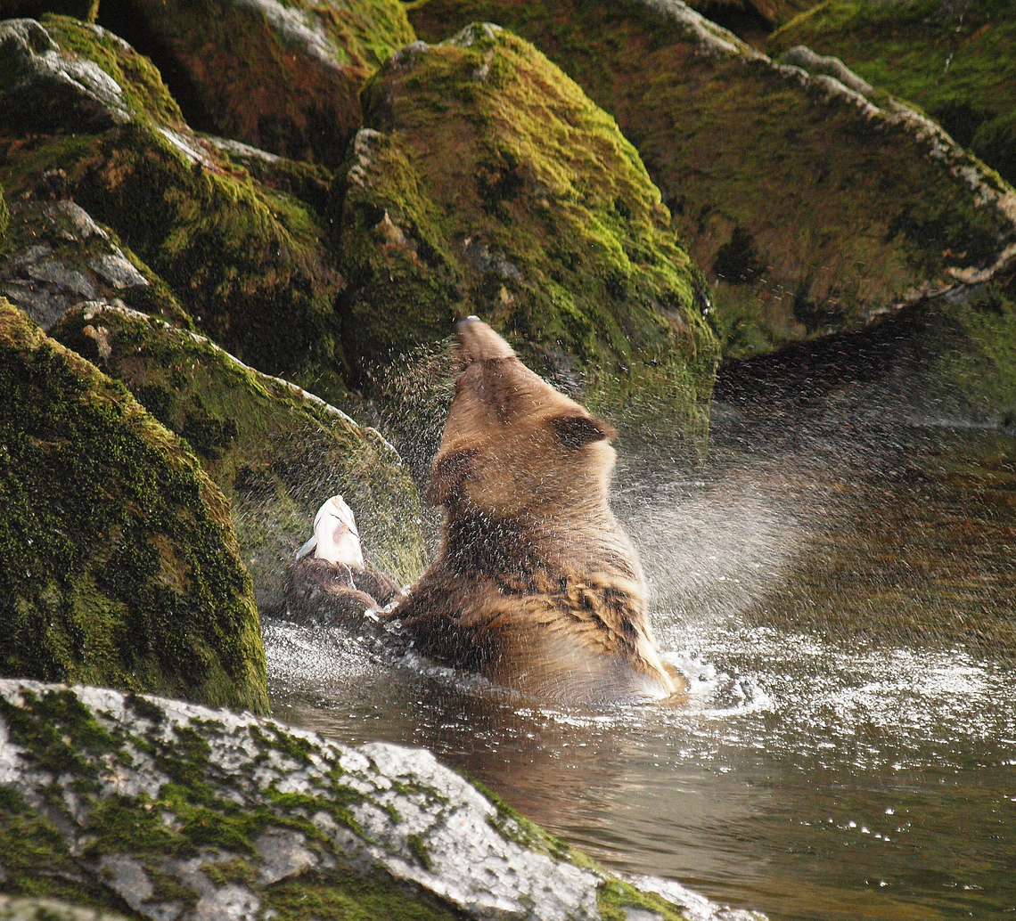 Shake It Baby brown bear and catch seen at Anan Bear Observatory, south of Wrangell, AK Brown Bear,Ursus arctos