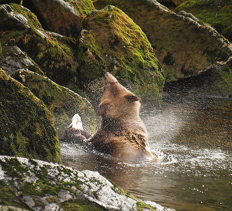 Shake It Baby brown bear and catch seen at Anan Bear Observatory, south of Wrangell, AK Brown Bear,Ursus arctos
