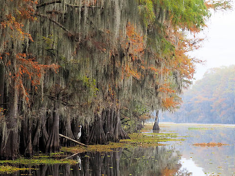 Spanish Moss Lake Caddo in east Texas, 11-22 Spanish moss,Tillandsia usneoides
