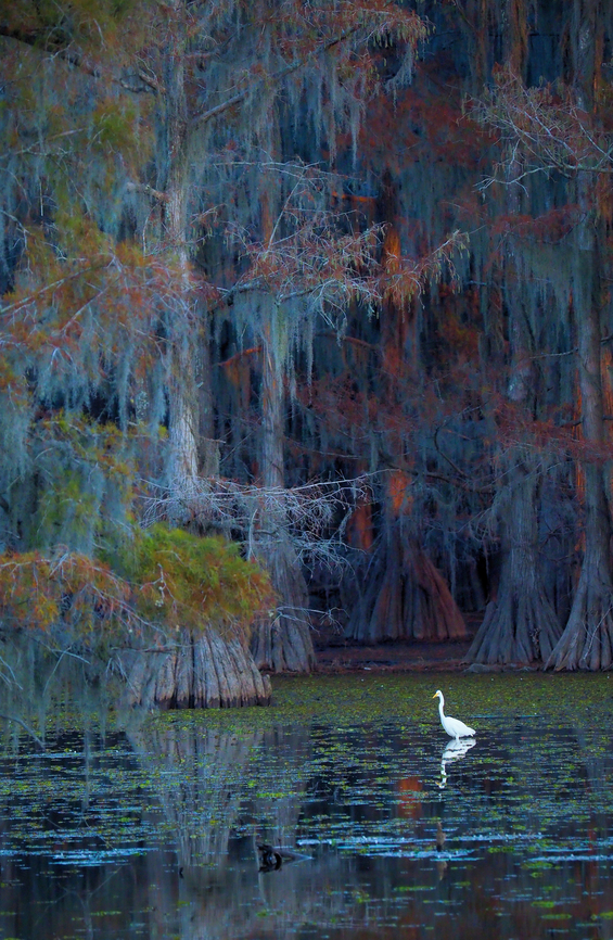 Magic at Caddo Lake Spanish Moss , bald Cypress trees and Great White Egret. Spanish moss,Tillandsia usneoides