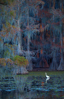 Magic at Caddo Lake Spanish Moss , bald Cypress trees and Great White Egret. Spanish moss,Tillandsia usneoides