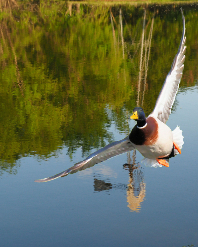 The Drake Male Mallard in flight Anas platyrhynchos,Mallard