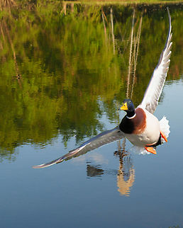 The Drake Male Mallard in flight Anas platyrhynchos,Mallard