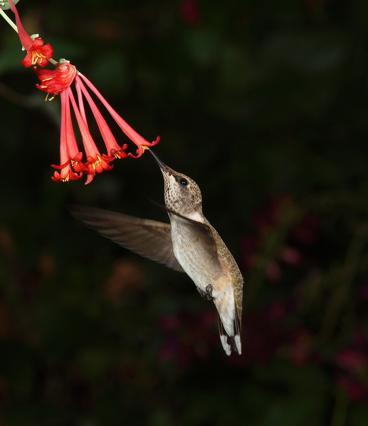 Female Ruby-Throat feeding on honeysuckle coral Archilochus colubris,Ruby-throated hummingbird