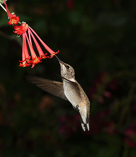 Female Ruby-Throat feeding on honeysuckle coral Archilochus colubris,Ruby-throated hummingbird