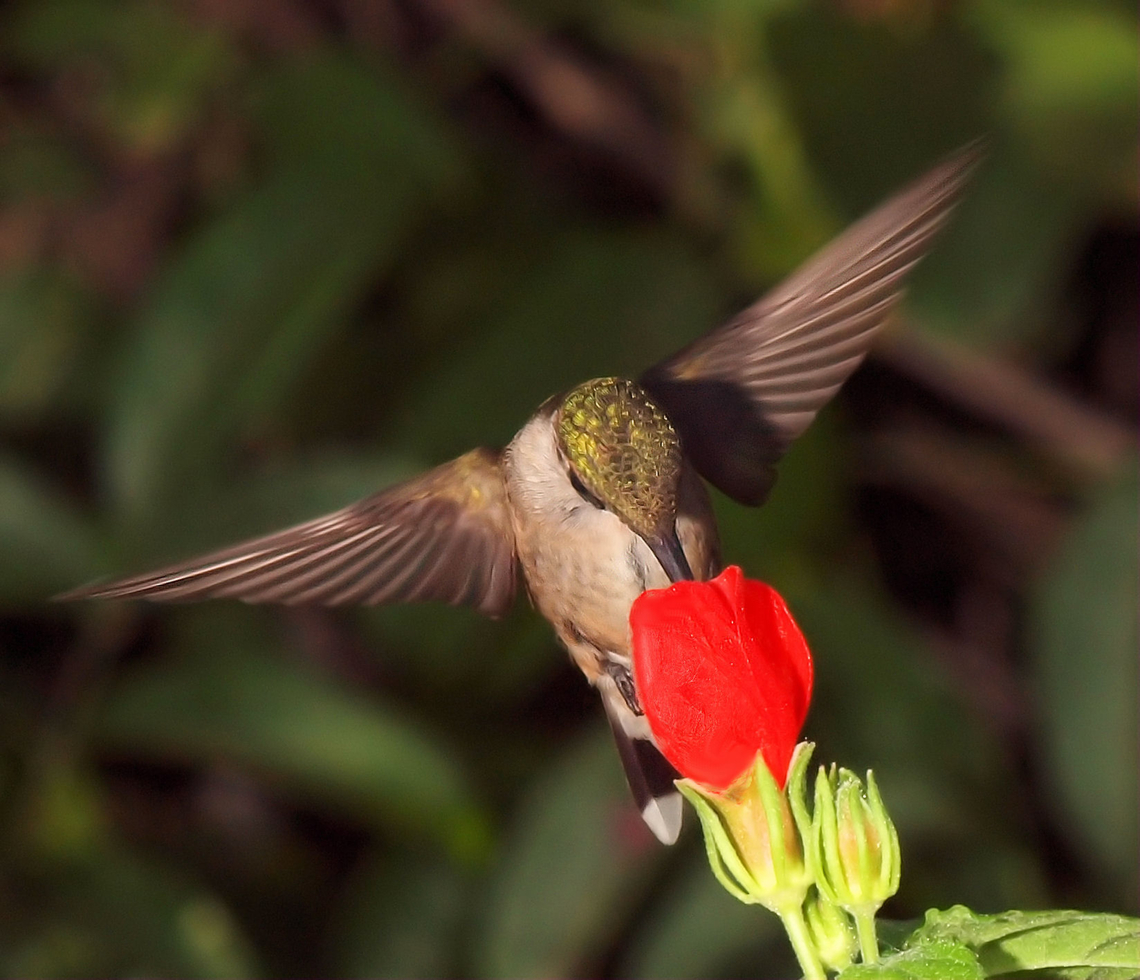 Pretty Wings hummer loves red Turk's Cap Archilochus colubris,Ruby-throated hummingbird