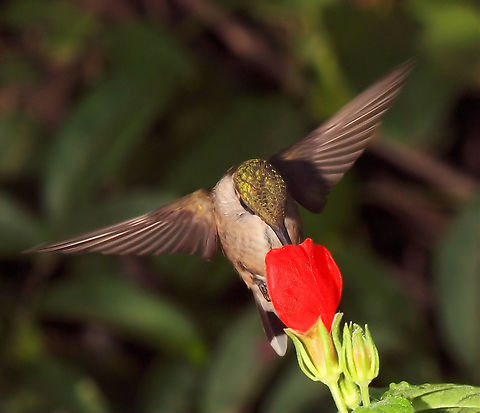 Pretty Wings hummer loves red Turk's Cap Archilochus colubris,Ruby-throated hummingbird