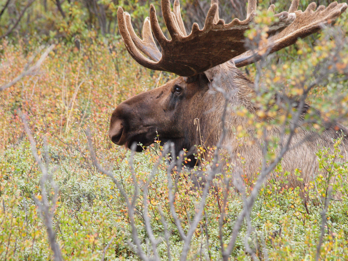 Rack em' up bull moose in Denali National Park Alces alces,Moose